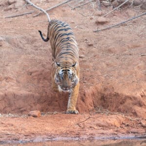 Tiger Safaris India