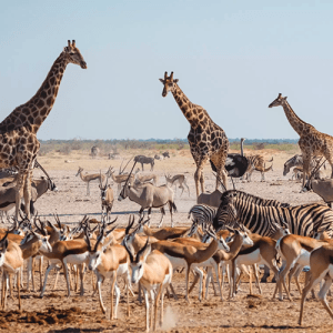 luxury namibia safaris