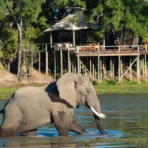 zambia safaris