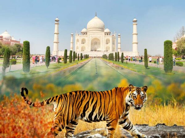 tajmahal and tiger safaris